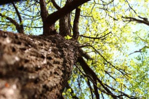 Весняний дуб покритий молодим листям